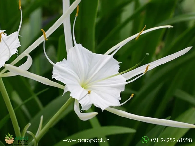 Spider-lily2