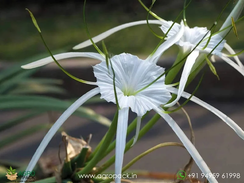 Spider-lily3