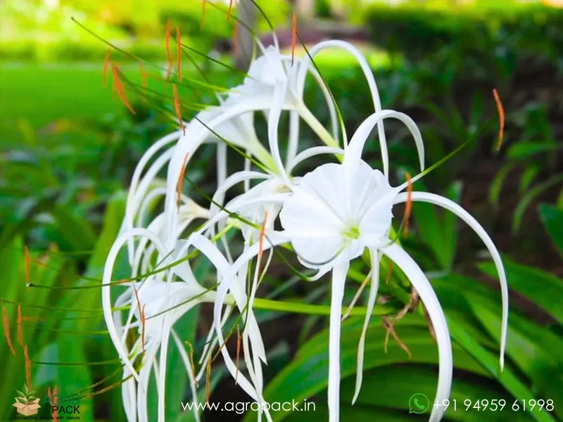 Spider-lily4