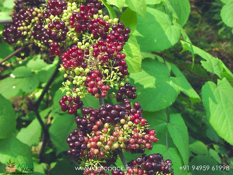 Spikenard-Aralia1