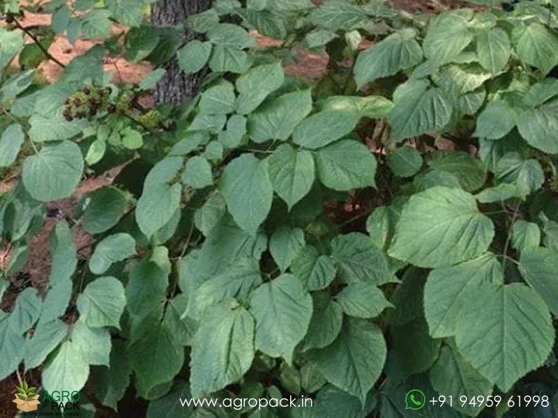 Spikenard-Aralia2
