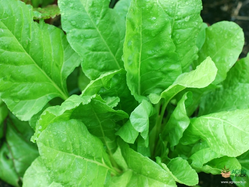 Spinach2