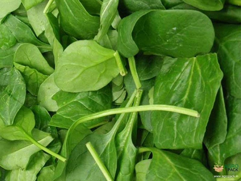 Spinach4