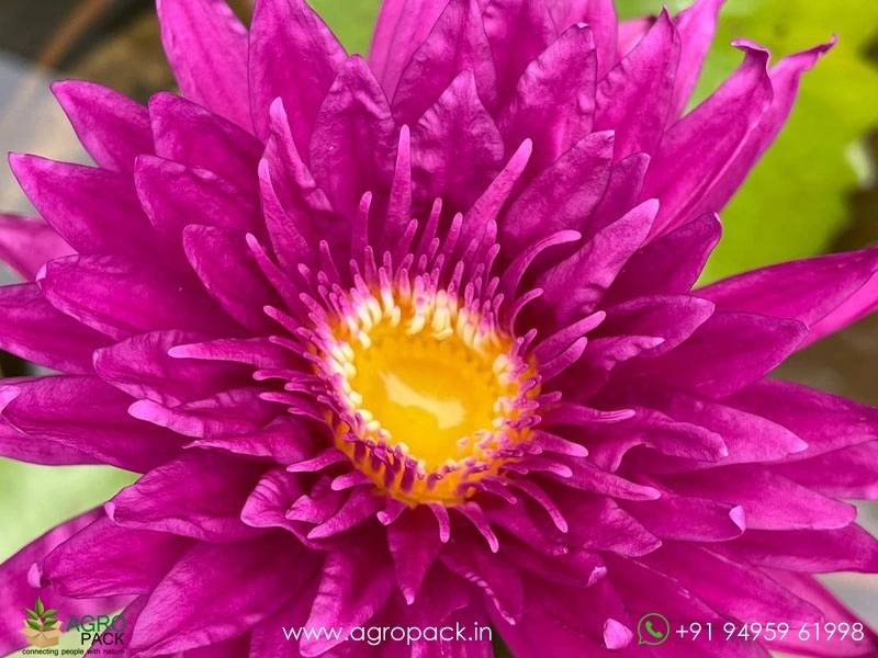 Spiral-Galaxy-Waterlily2