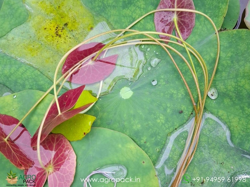 Spiral-Galaxy-Waterlily3
