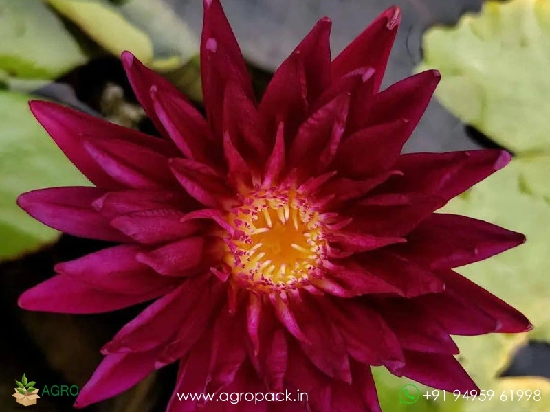 Spiral-Galaxy-Waterlily4