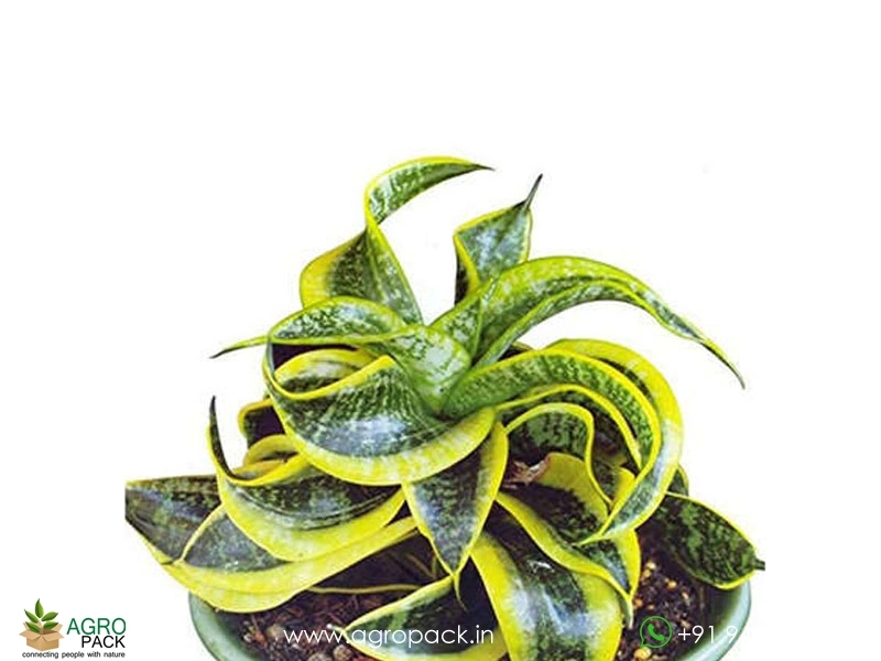 Spiral-Senseveria2