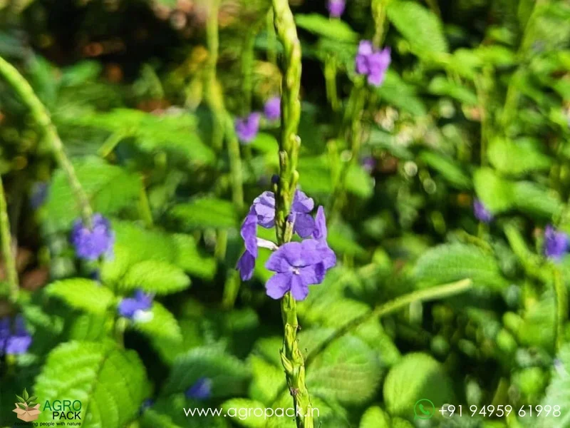 Stachytarpheta-urticifolia-Blue-Snakeweed2