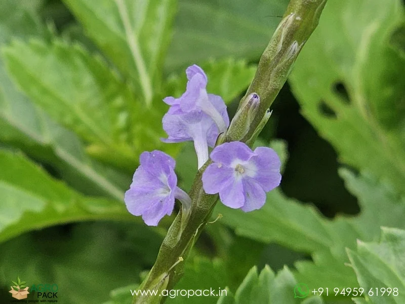 Stachytarpheta-urticifolia-Blue-Snakeweed3