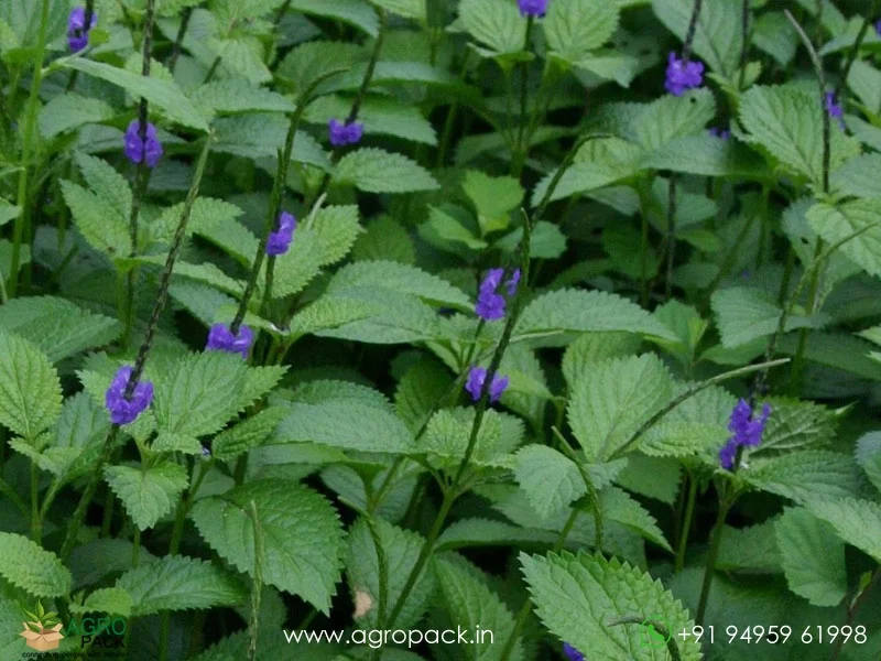 Stachytarpheta-urticifolia-Blue-Snakeweed4