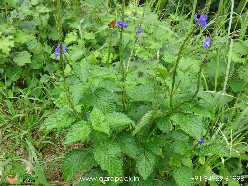 Stachytarpheta-urticifolia-Blue-Snakeweed5