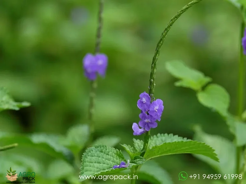 Stachytarpheta-urticifolia-Blue-Snakeweed6