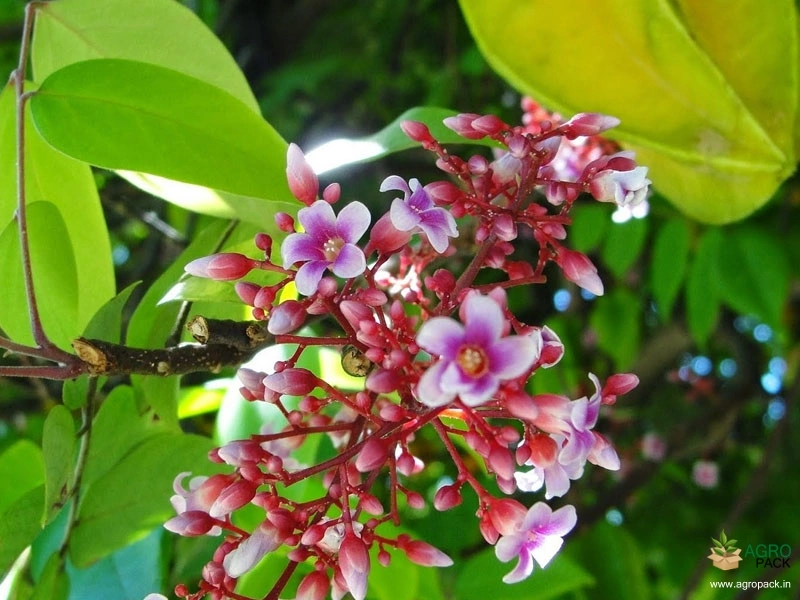 Star-Fruit7