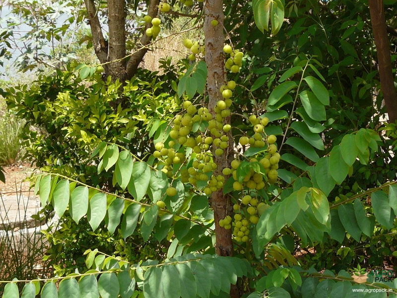 Star-Gooseberry1