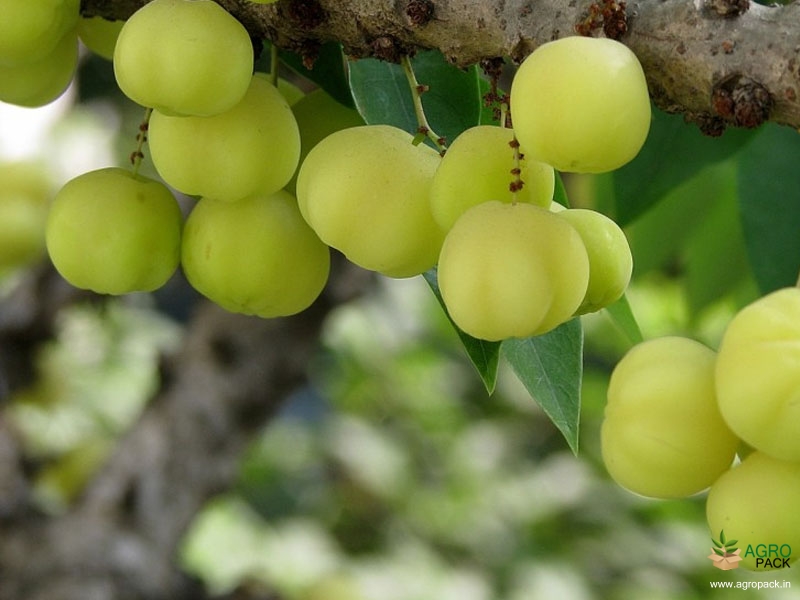 Star-Gooseberry3
