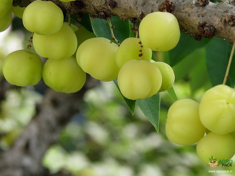Star-Gooseberry5