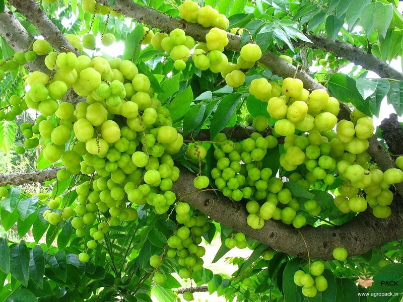 Star-Gooseberry6