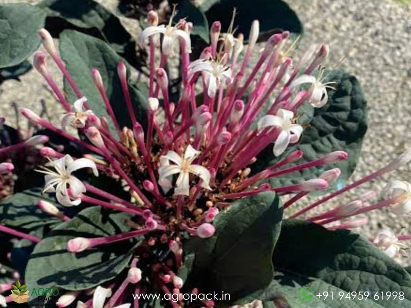 Starburst-Bush1