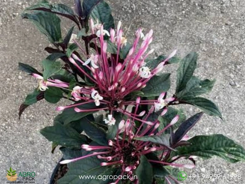 Starburst-Bush2