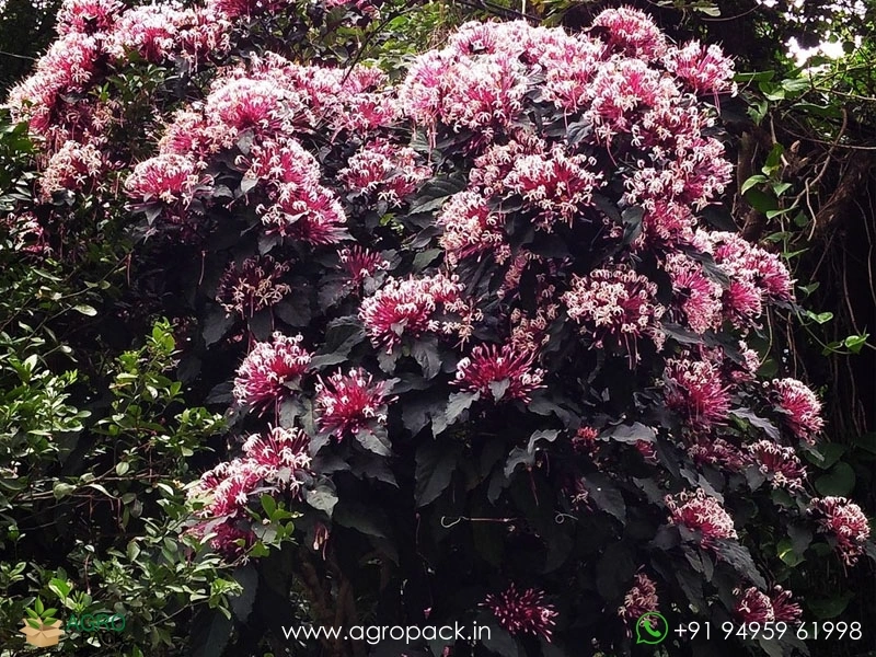 Starburst-Bush3