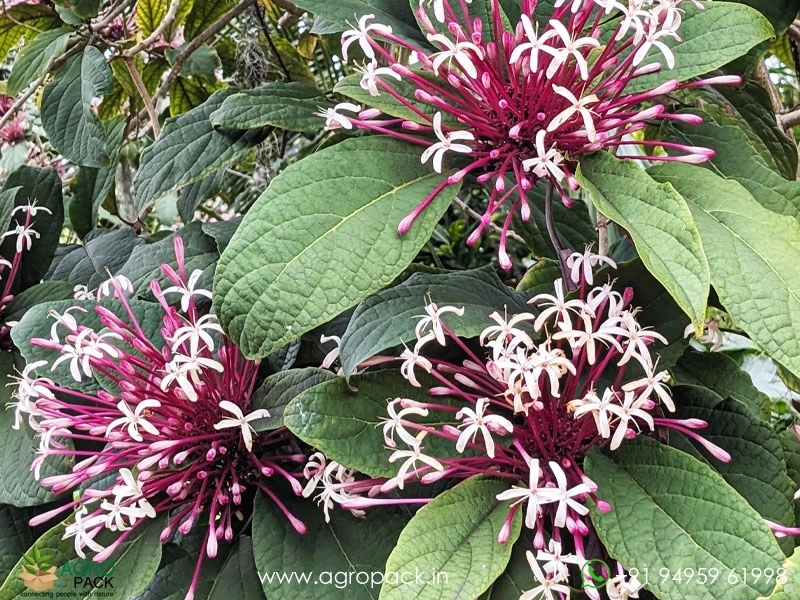 Starburst-Bush4