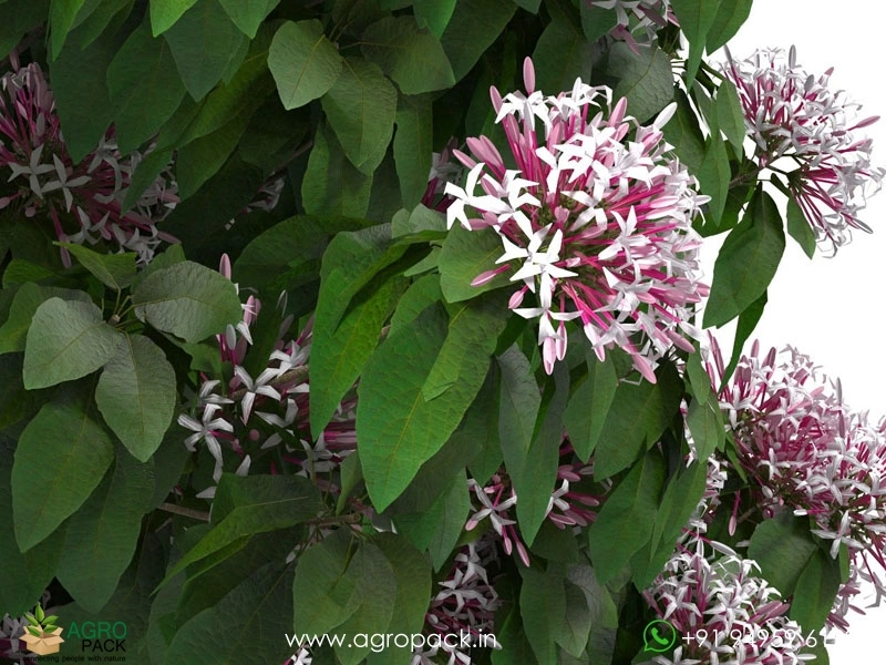 Starburst-Bush5