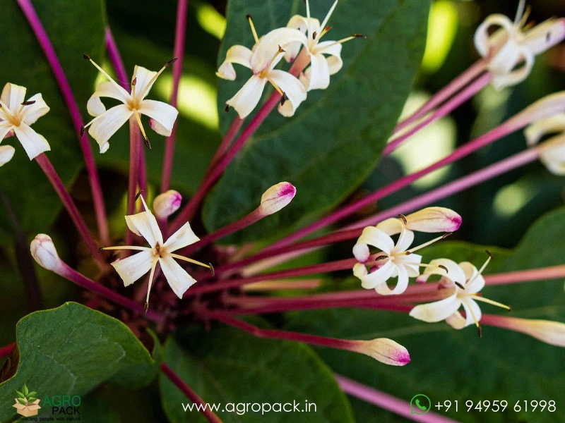 Starburst-Bush6