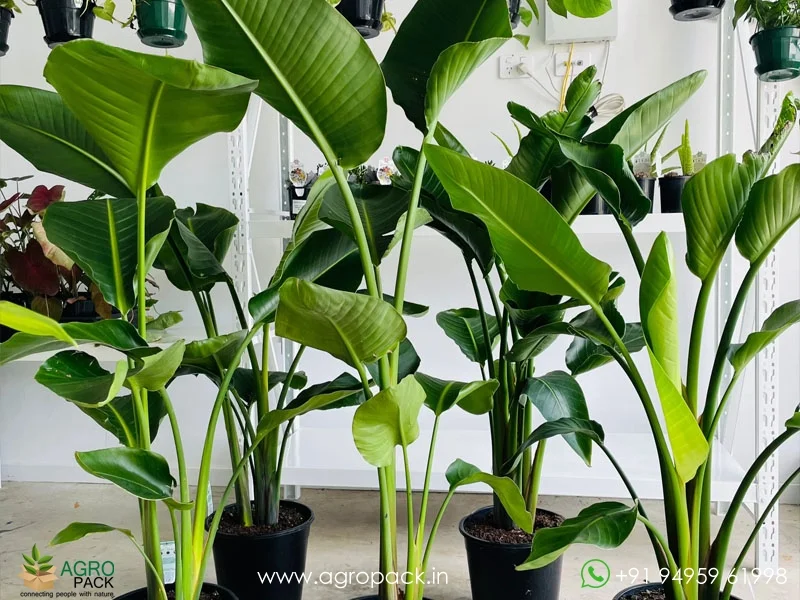 Strelitzia-nicolai-bird-of-paradise2