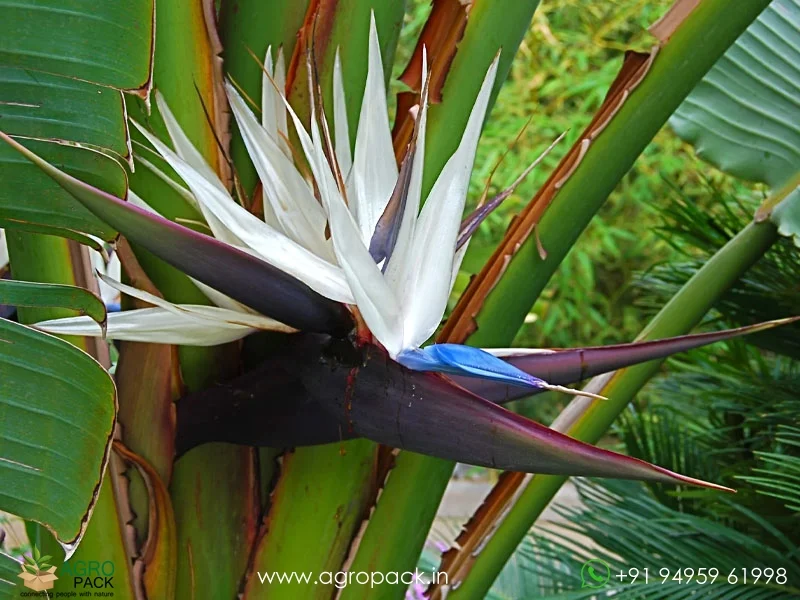 Strelitzia-nicolai-bird-of-paradise6