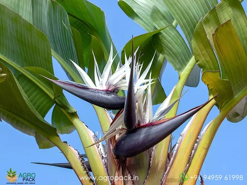 Strelitzia-nicolai-bird-of-paradise7