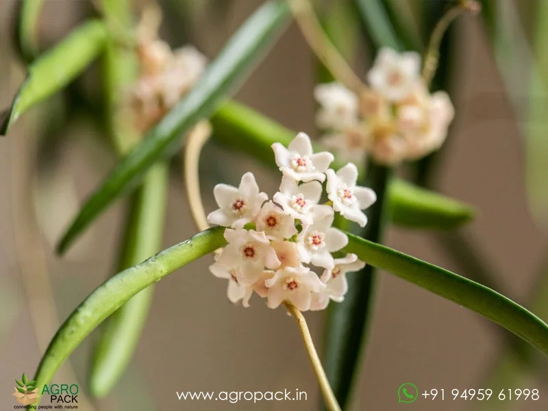 String-Bean-Hoya-shepherdii1