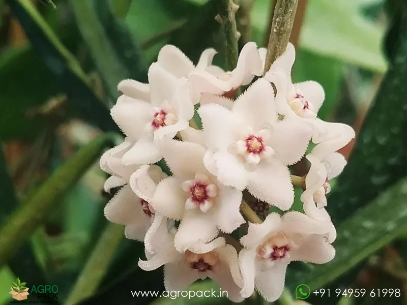 String-Bean-Hoya-shepherdii2