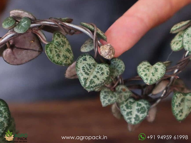 String-of-Hearts1