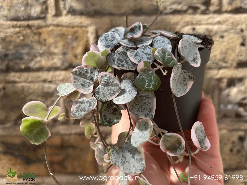 String-of-Hearts2