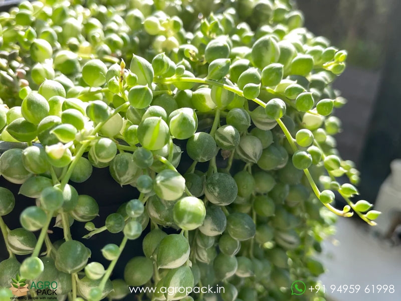 String-of-Pearls1