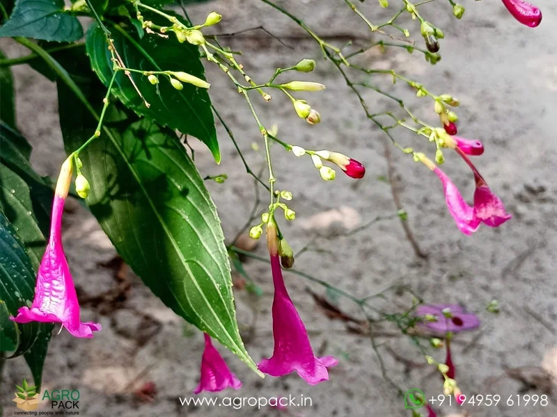 Strobilanthes-cusia-hamiltoniana-Chinese-Rain-Bell1