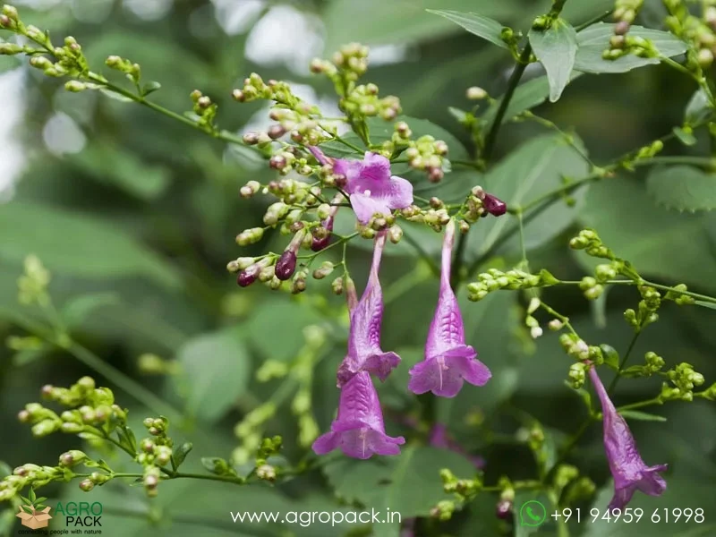Strobilanthes-cusia-hamiltoniana-Chinese-Rain-Bell2