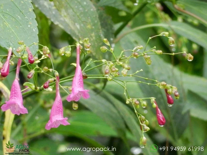 Strobilanthes-cusia-hamiltoniana-Chinese-Rain-Bell4