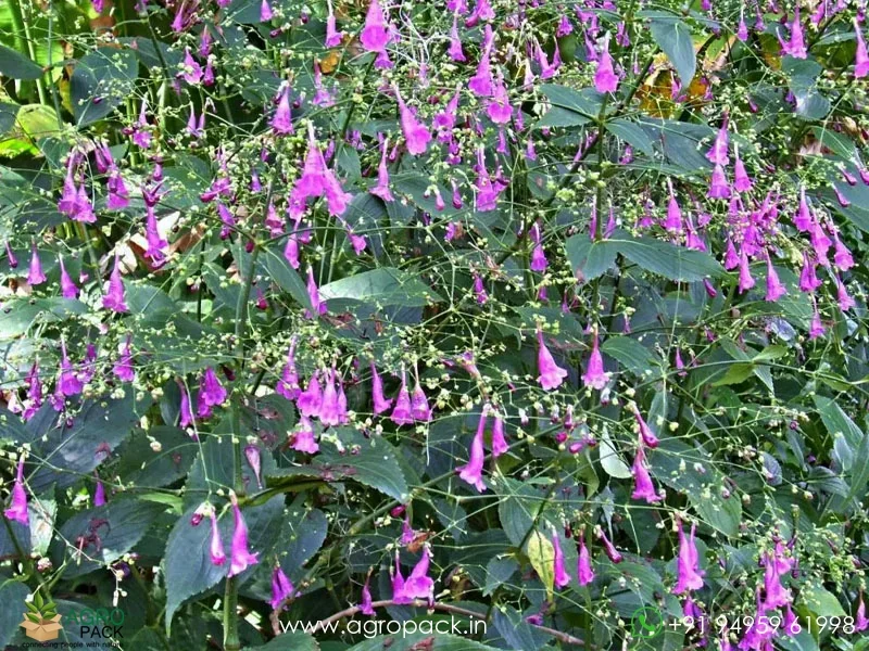 Strobilanthes-cusia-hamiltoniana-Chinese-Rain-Bell5
