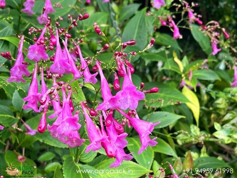 Strobilanthes-cusia-hamiltoniana-Chinese-Rain-Bell6