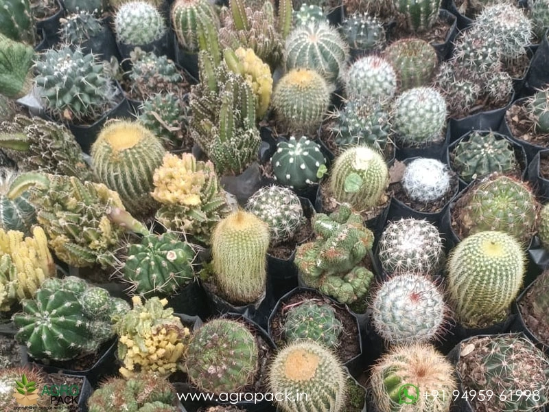 Succulents-and-Cactuses1