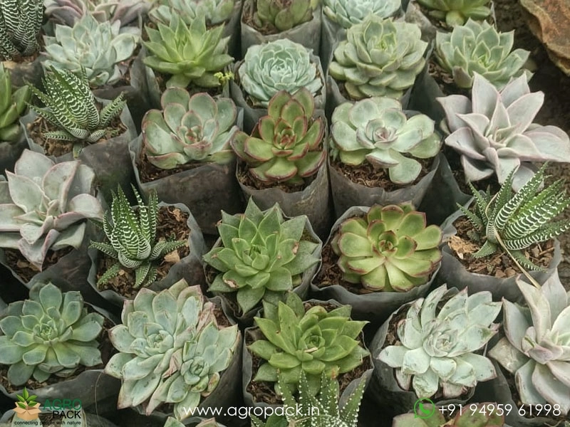 Succulents-and-Cactuses2