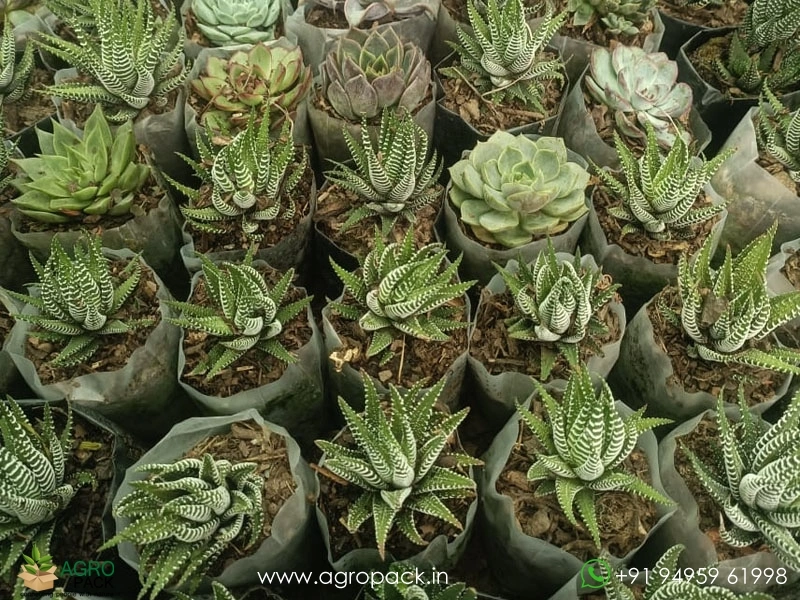 Succulents-and-Cactuses3