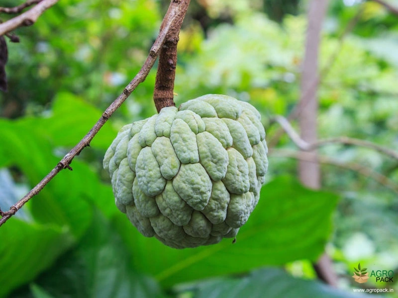Sugar-Apple-1