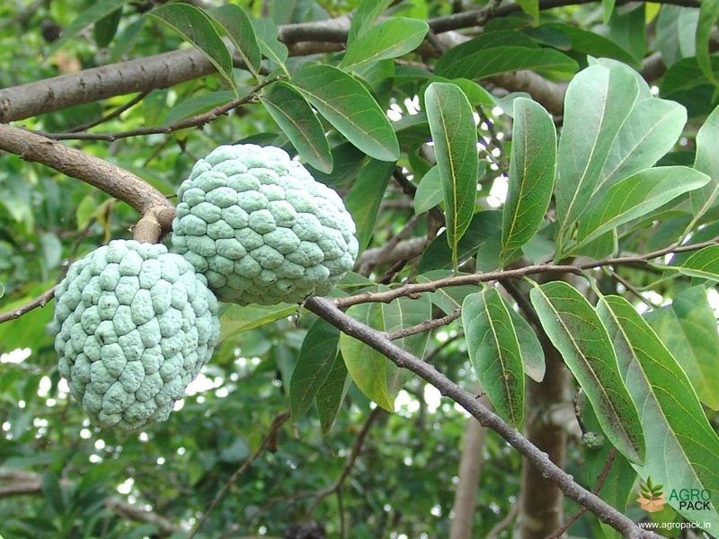 Sugar-Apple-3