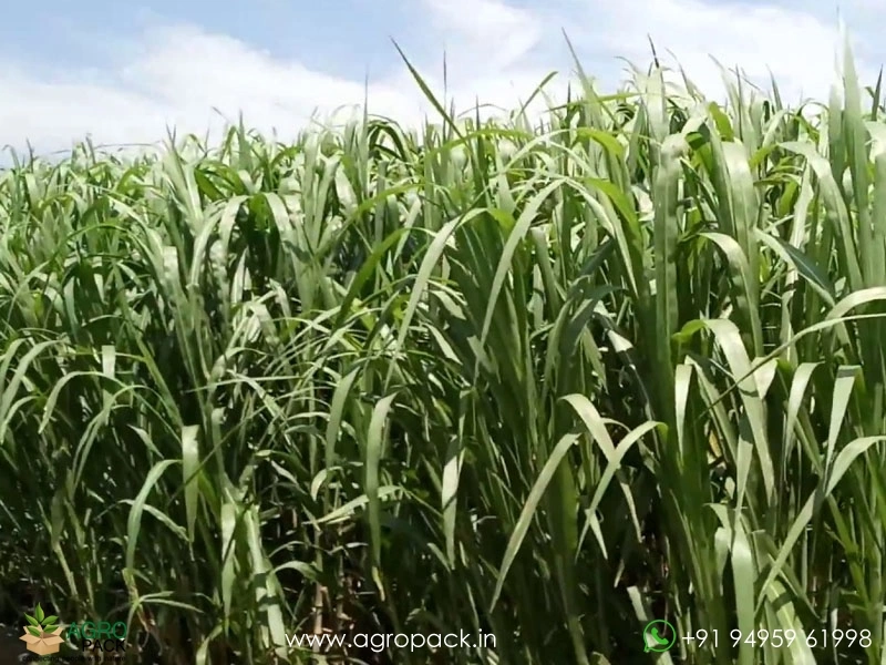 Super-Napier-Grass1