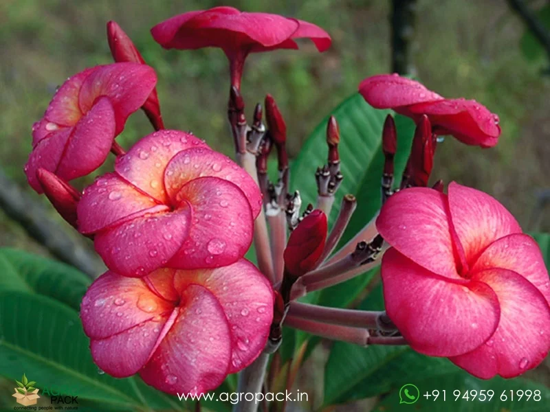 Super-Round-Plumeria1