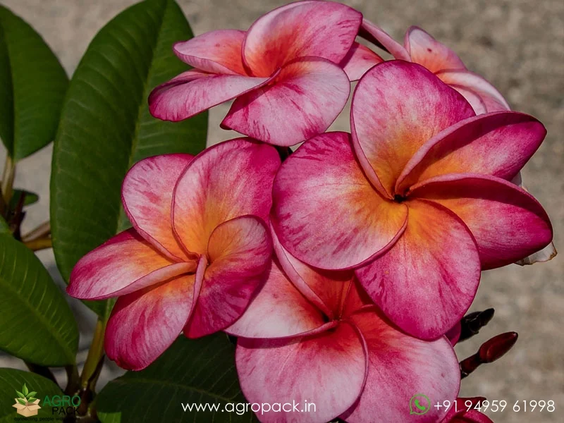 Super-Round-Plumeria3