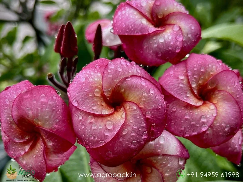 Super-Round-Plumeria4