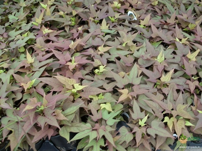 Sweet-Potato-Vine-2